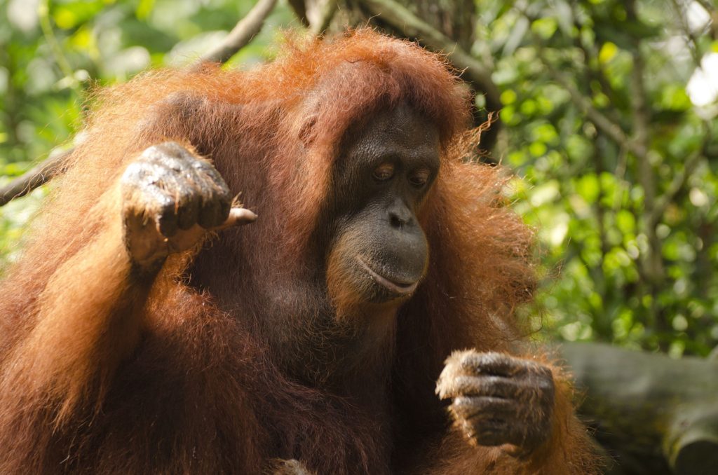 orangutan-681664_1920