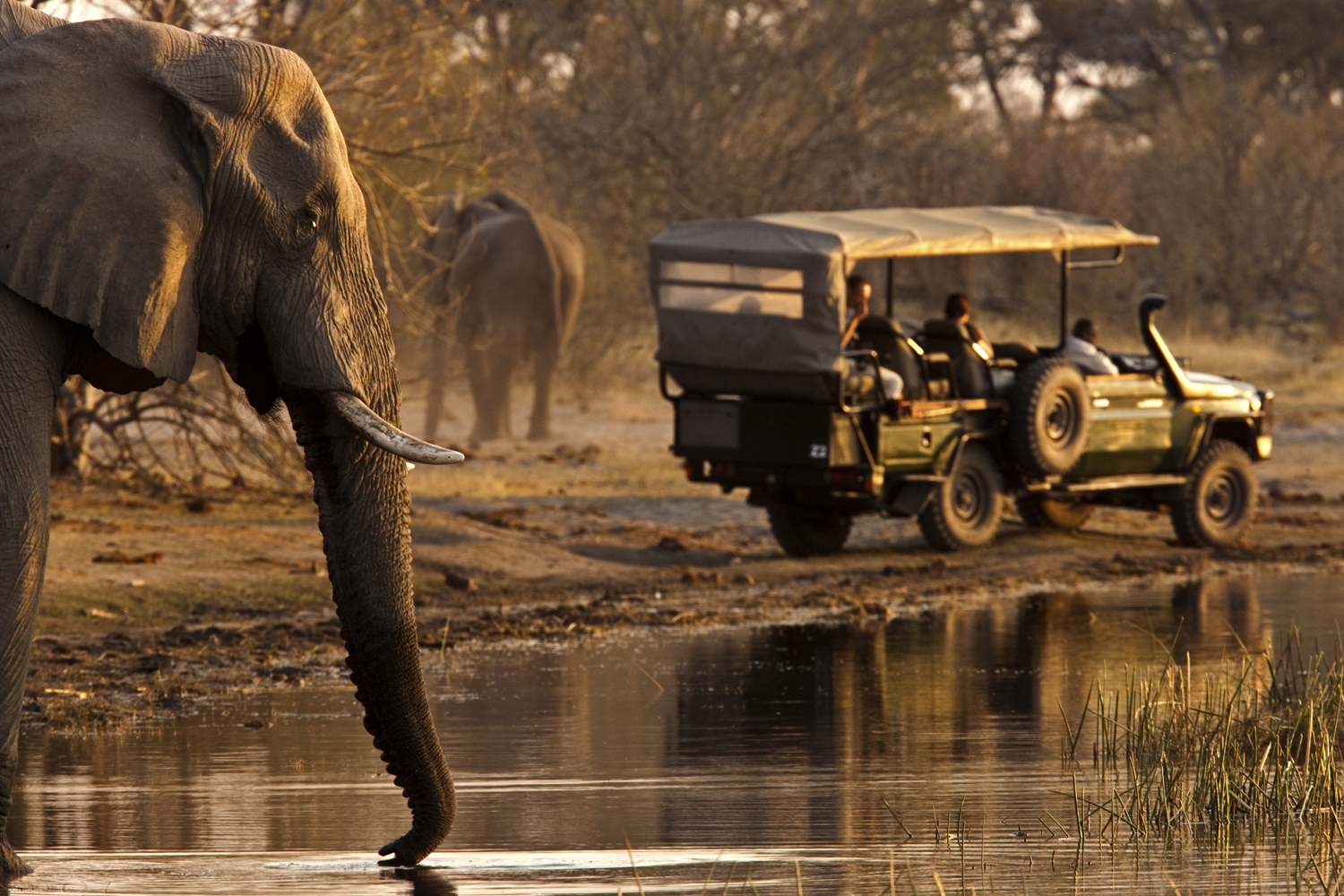 Включи сафари. African Safari. Сафари б. Внеземное сафари. Дымящее сафари.