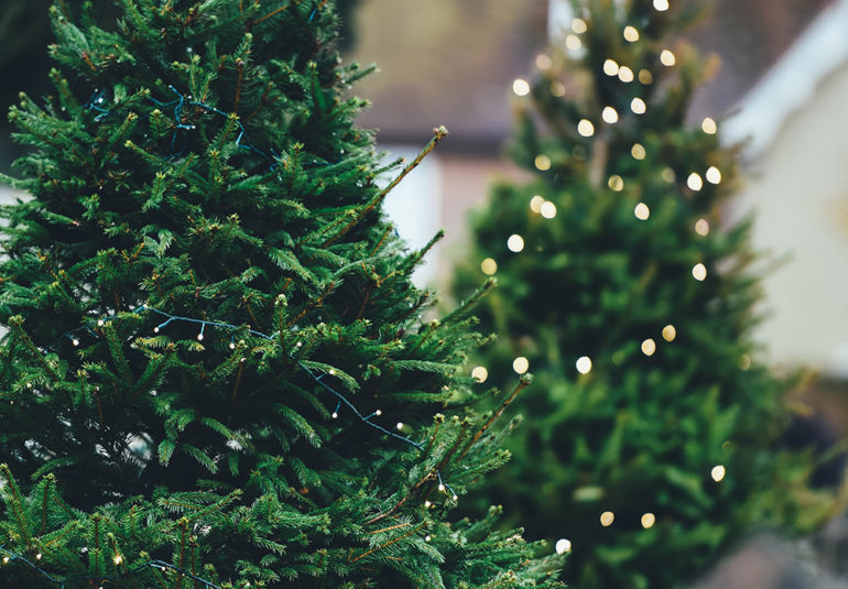 Where to find Christmas Trees in Singapore - Mummyfique