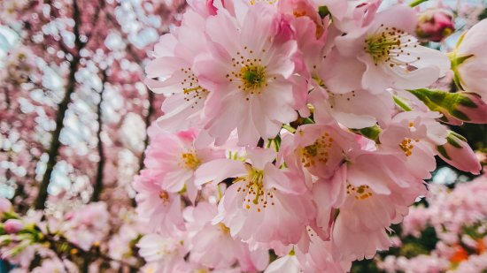 sakura-flowers-02-1670x940.jpg.renderimage.550.309