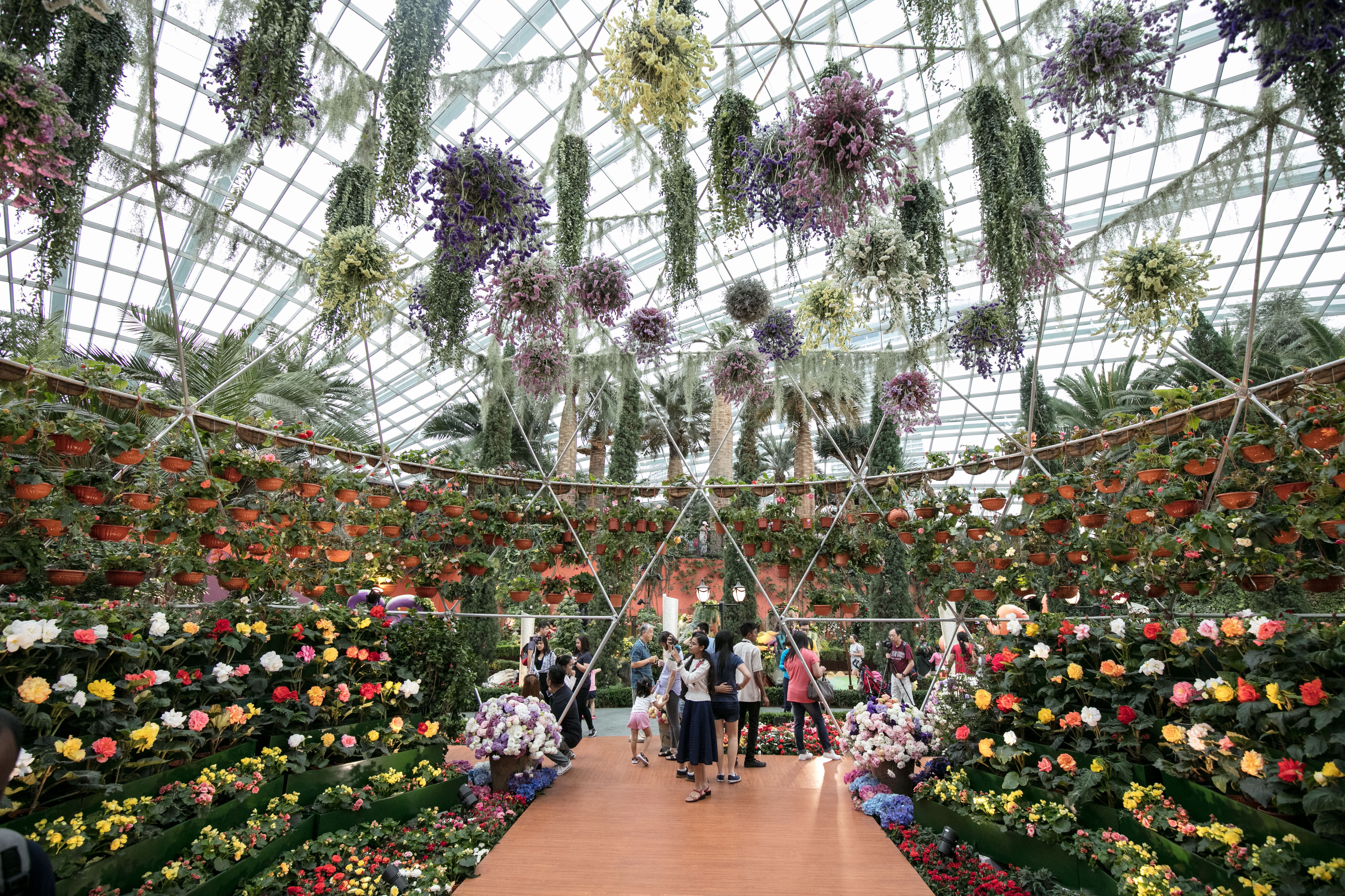 Specially-constructed dome brimming with large begonias Specially-constructed dome brimming with large begonias